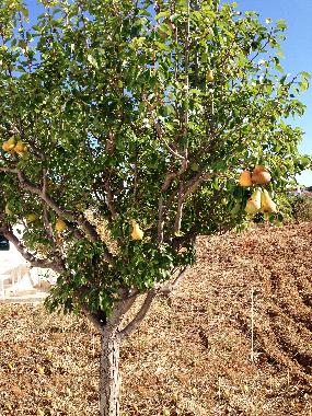 Holiday House in vila nova de cacela, portugal (Algarve) or holiday homes and vacation rentals