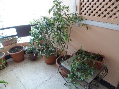 Holiday Apartment in Agadir (Agadir) or holiday homes and vacation rentals