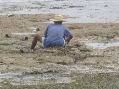 Older man looking shels by low tide 