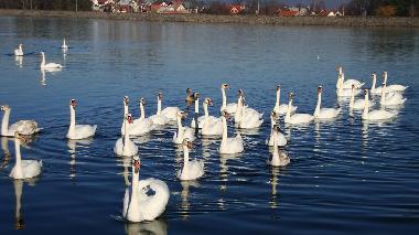 Bed and Breakfast in Ogulin (Karlovacka) or holiday homes and vacation rentals