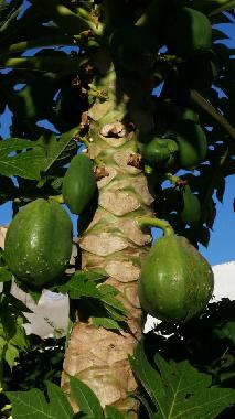 Holiday House in El Brakik El Khnafife (Taroudannt) or holiday homes and vacation rentals