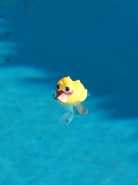 Villa in Lorgues (Var) or holiday homes and vacation rentals