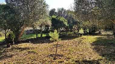 Holiday rental Villa Cas Padri in Muro. Mallorca.4