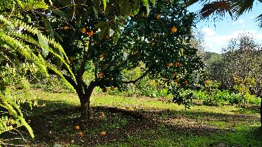 Holiday rental Villa Cas Padri in Muro. Mallorca.7