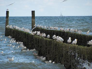 Holiday Apartment in Vrouwenpolder (Zeeland) or holiday homes and vacation rentals
