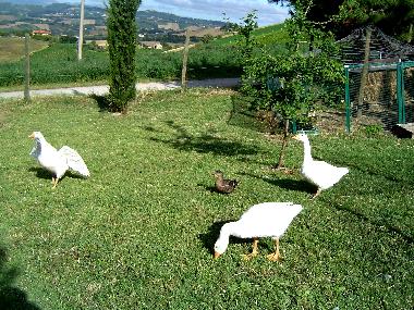 Holiday House in Cossignano (Ascoli Piceno) or holiday homes and vacation rentals