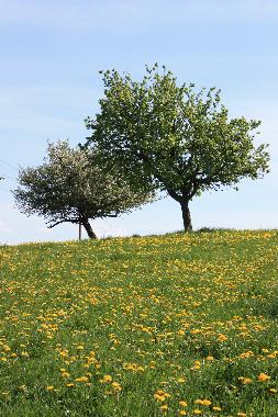 Holiday Apartment in Feldberger Seenlandschaft (Mecklenburgische Seenplatte) or holiday homes and vacation rentals