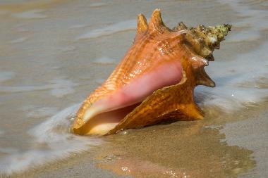 Villa in LAS TERRENAS (Samana) or holiday homes and vacation rentals