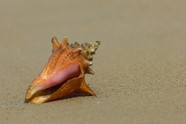 Villa in LAS TERRENAS (Samana) or holiday homes and vacation rentals