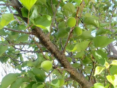 Holiday House in Matala (Irakleio) or holiday homes and vacation rentals