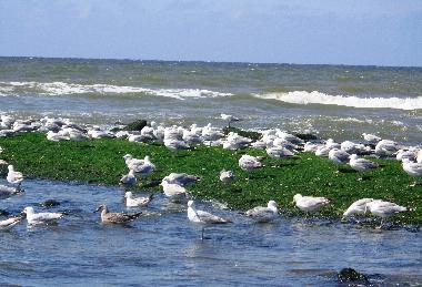 Holiday House in Schoorldam-Warmenhuizen (Noord-Holland) or holiday homes and vacation rentals