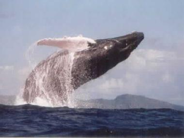 Holiday House in El Frances (Samana) or holiday homes and vacation rentals