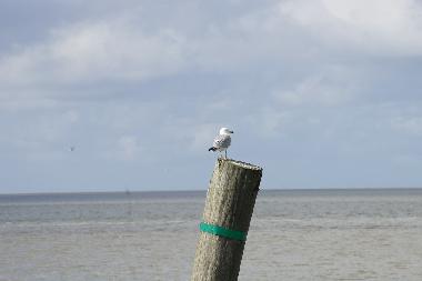 Holiday House in Bunde-Dollart (Nordsee-Festland / Ostfriesland) or holiday homes and vacation rentals