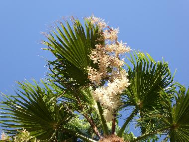 Holiday Apartment in Anemomilos (Messinia) or holiday homes and vacation rentals