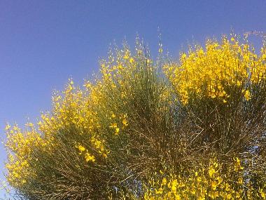 Holiday House in portiragnes (H�rault) or holiday homes and vacation rentals