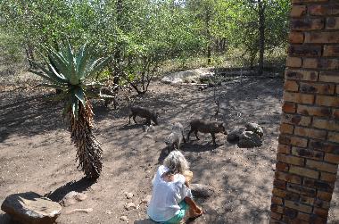 Villa in Marloth Park (Mpumalanga) or holiday homes and vacation rentals