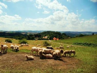 Holiday House in Extertal (Weserbergland) or holiday homes and vacation rentals