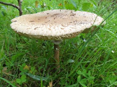 Holiday Apartment in Benshausen (Thuringian forest) or holiday homes and vacation rentals