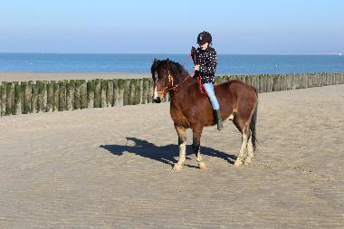 Holiday Apartment in Nieuwvliet-Bad (Zeeland) or holiday homes and vacation rentals