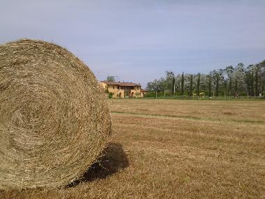 Holiday Apartment in Latignano di Cascina (Pisa) or holiday homes and vacation rentals