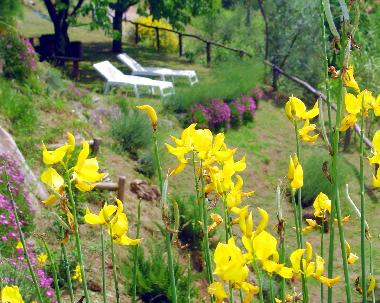 Holiday House in Barga (Lucca) or holiday homes and vacation rentals