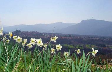 Holiday House in Barga (Lucca) or holiday homes and vacation rentals