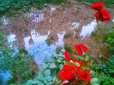 Bed and Breakfast in Castejn de las Armas (Zaragoza) or holiday homes and vacation rentals