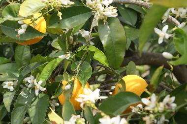 Holiday House in kritinia (Dodekanisos) or holiday homes and vacation rentals