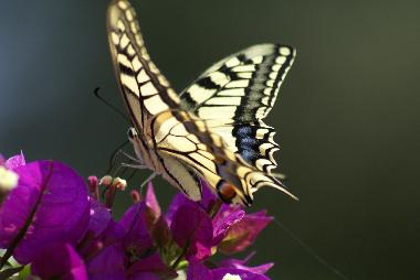 Holiday House in kritinia (Dodekanisos) or holiday homes and vacation rentals