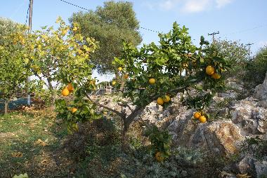 Holiday House in kritinia (Dodekanisos) or holiday homes and vacation rentals