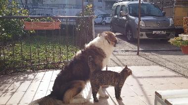 Holiday Apartment in Split (Splitsko-Dalmatinska) or holiday homes and vacation rentals