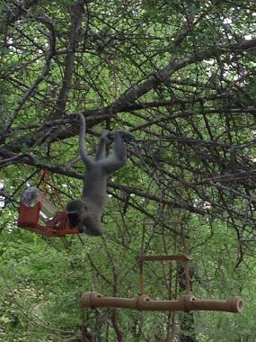 Villa in Marloth Park (Mpumalanga) or holiday homes and vacation rentals
