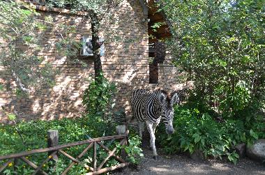 Villa in Marloth Park (Mpumalanga) or holiday homes and vacation rentals