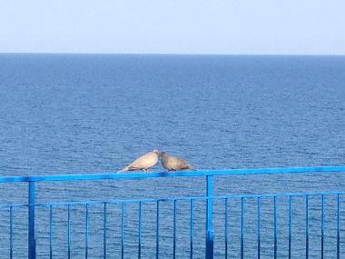 Holiday Apartment in Montegiordano Marina (Cosenza) or holiday homes and vacation rentals