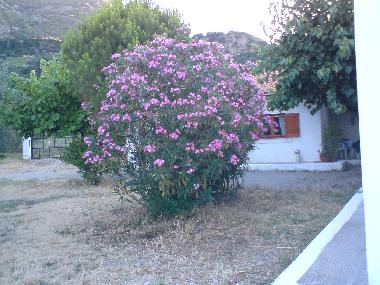 Holiday House in Selianitika (Korinthia) or holiday homes and vacation rentals