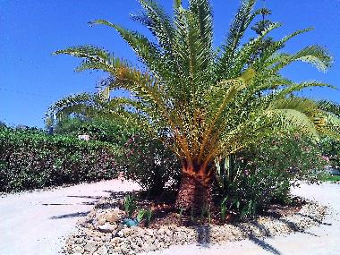 Villa in Albufeira (Algarve) or holiday homes and vacation rentals