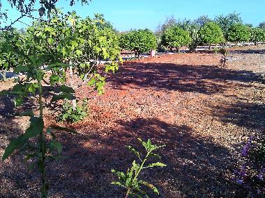 Villa in Albufeira (Algarve) or holiday homes and vacation rentals