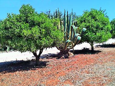 Villa in Albufeira (Algarve) or holiday homes and vacation rentals