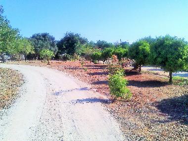 Villa in Albufeira (Algarve) or holiday homes and vacation rentals