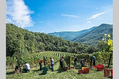 enthousiastic guests helping with harvesting