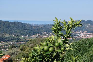 Holiday House in Camaiore (Lucca) or holiday homes and vacation rentals