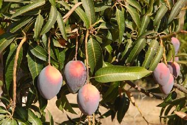 Holiday House in Vlez Mlaga (Mlaga) or holiday homes and vacation rentals