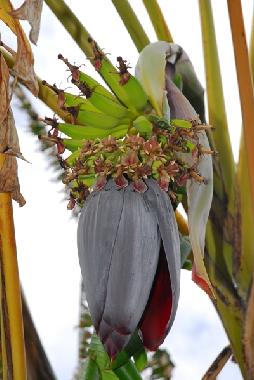 Holiday House in Vlez Mlaga (Mlaga) or holiday homes and vacation rentals