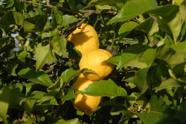 Holiday House in Vlez Mlaga (Mlaga) or holiday homes and vacation rentals