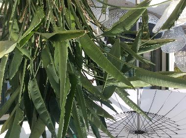 Villa in Solin (Splitsko-Dalmatinska) or holiday homes and vacation rentals