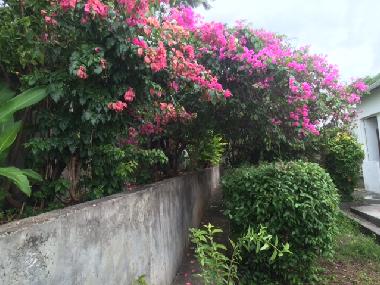 Holiday House in BASSE TERRE (Guadeloupe) or holiday homes and vacation rentals