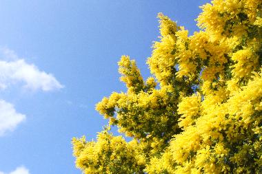 Holiday House in Cap-Ferret (Gironde) or holiday homes and vacation rentals