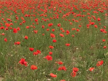 Holiday Apartment in Lucignano (Siena) or holiday homes and vacation rentals