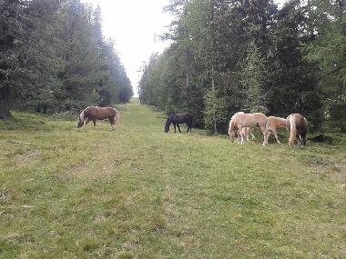 Holiday House in Hochrindl (Oberk�rnten) or holiday homes and vacation rentals