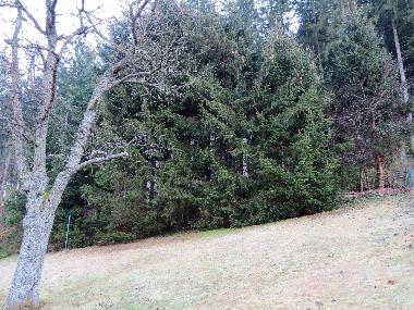 Holiday House in Ratten (stliche Obersteiermark) or holiday homes and vacation rentals